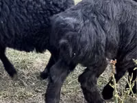 Cabras (lote, sexo no especificado), Cabras — foto 2