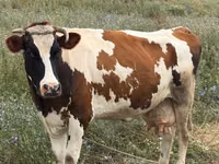 Cow, Cattle — photo 2