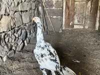 Chickens — الصورة 1