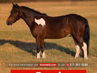 Hengst, Pinto horses — Foto 1