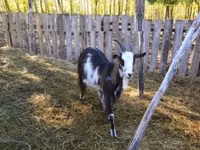Billy Goat, Goats — photo 2