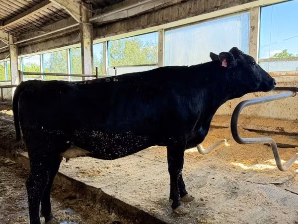 Cow, Holstein breed