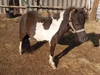 Horse (M), Falabella — photo 1