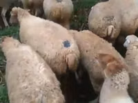 公羊, Sheep — 照片 1