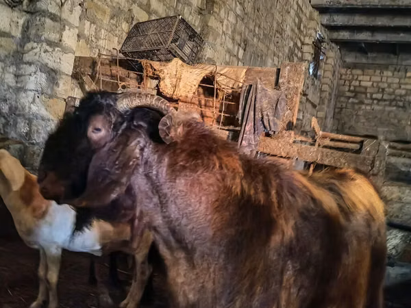 Billy Goat, Kamori goats