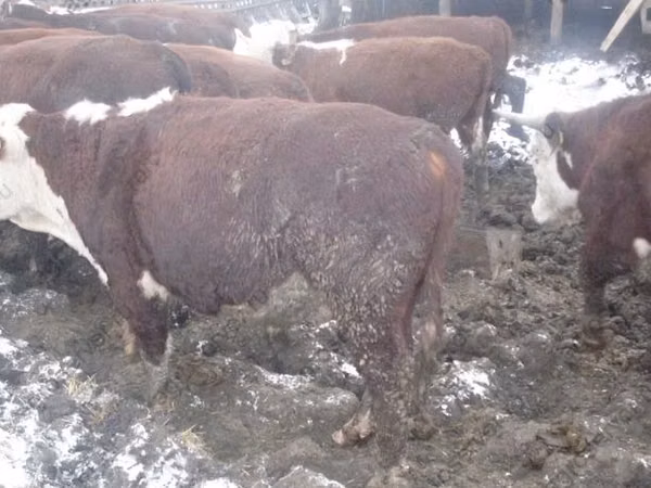 母牛, Holstein breed