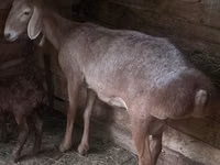نعجة, Afghan Arabi sheep — الصورة 1