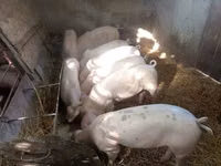 خنزيرة, الخنازير — الصورة 4