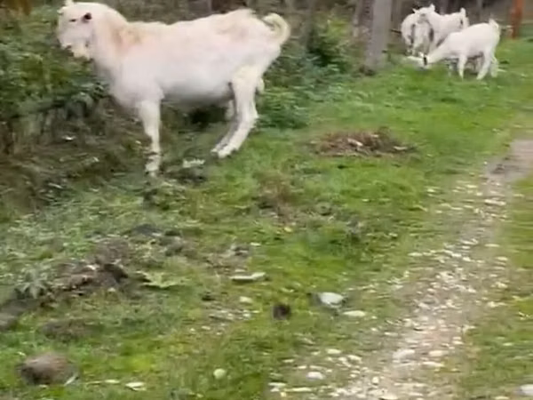 عنزة, Saanen goat