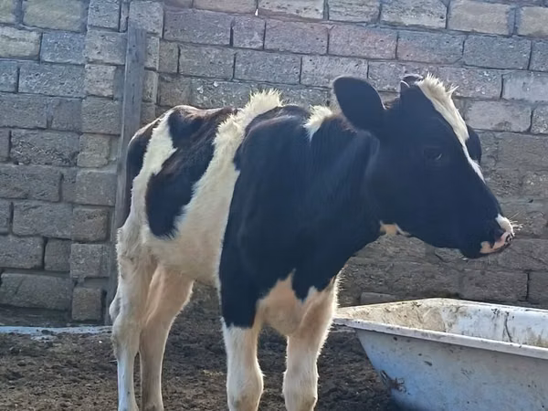 Vaca, Simmental cattle