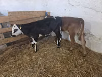Cow, Cattle — photo 2