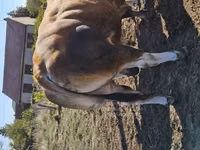 Bull, Partenaise cattle — photo 2