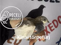 Перепела — фото 7
