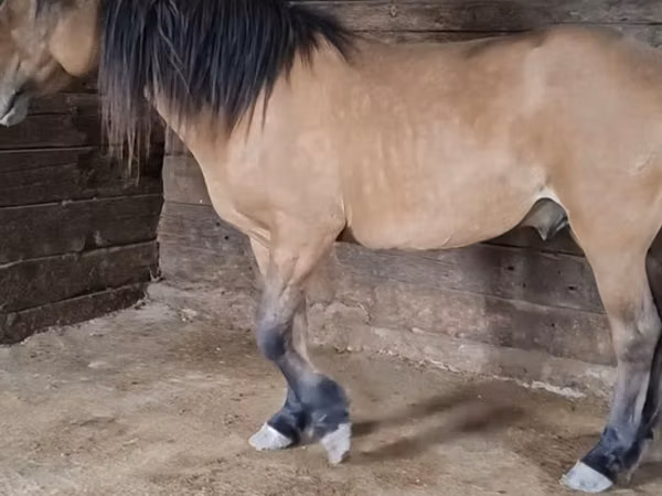 Horse (M), Mugalzhar horse