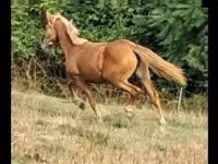 Stute, Haflinger — Foto 2
