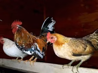 Japanese Bantam — photo 1