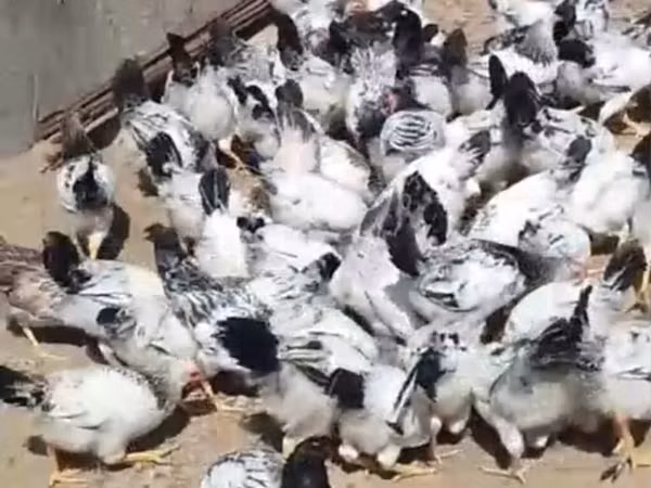 Куры