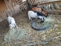 Cabras (lote, sexo no especificado), Cabras — foto 2