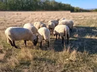 Ram, Shroshire sheep — photo 3