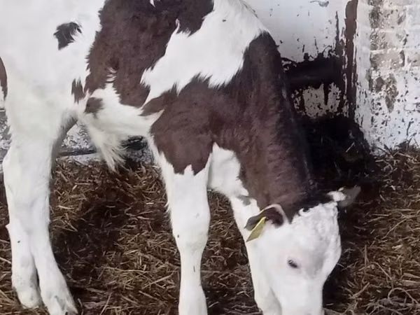 Rinder (Partie, Geschlecht nicht angegeben), Russian Black pied cattle