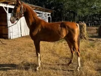 घोड़ी, Dutch warmblood horse — फ़ोटो 1