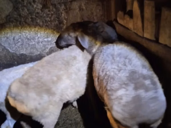 Sheep, Adal sheep
