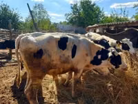 ثور, Russian Black pied cattle — الصورة 4