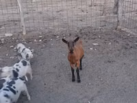 Cabra, Alpine goat — foto 5