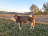 Vaca, Simmental cattle — foto 3