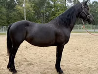 Stute, Friesian — Foto 3