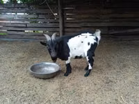 Cabro, Nigerian dwarf goats — foto 3