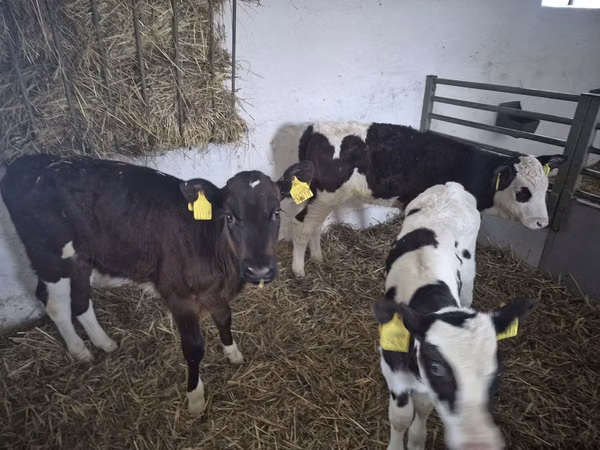 Cow, Russian Black pied cattle