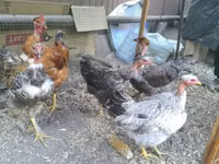 Chickens — الصورة 4