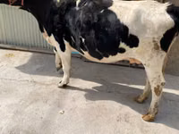 Cow, Holstein breed — photo 3
