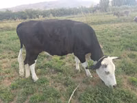 Cow, Brown Mountain — photo 4