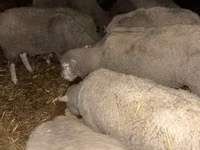 Schaf, Schafe — Foto 2