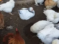 Chickens — photo 4