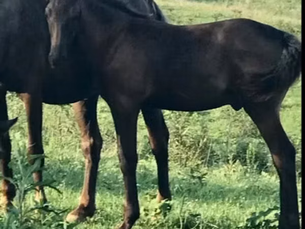 Horse (M), Rocky Mountain Horse
