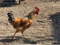 Ameraucana — photo 8