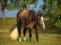 Horse (M), Quarter Horse — photo 3