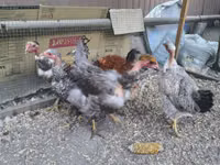 Chickens — الصورة 3