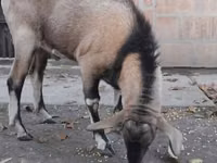Ziegenbock, Nubian Goat — Foto 1