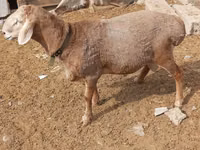 Ram, Katum sheep — photo 2