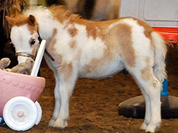 公马, Miniature horse