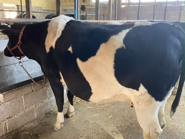 Cow, Holstein breed