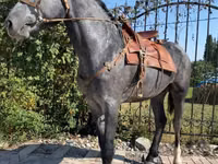 Hengst, Hanoverian — Foto 1