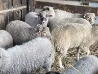 Schafe (Partie, Geschlecht nicht angegeben), Schafe — Foto 3