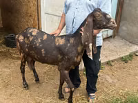 عنزة, Kamori goats — الصورة 1