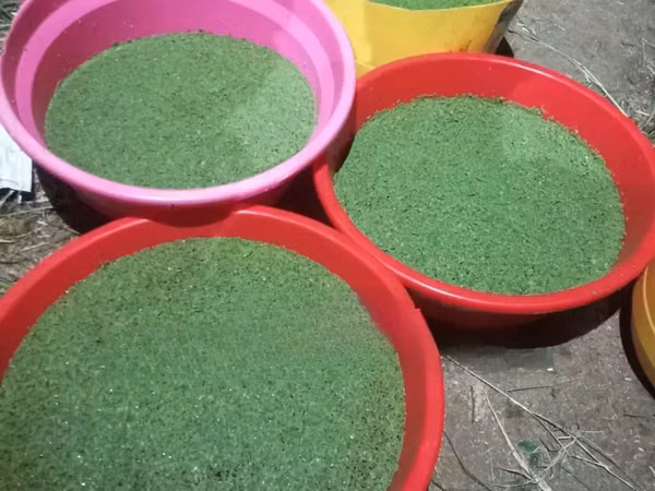 Azolla Starter Pack With a Free Guidance - 2000 Ml