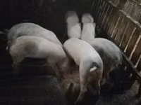 Boar, Pigs — photo 1